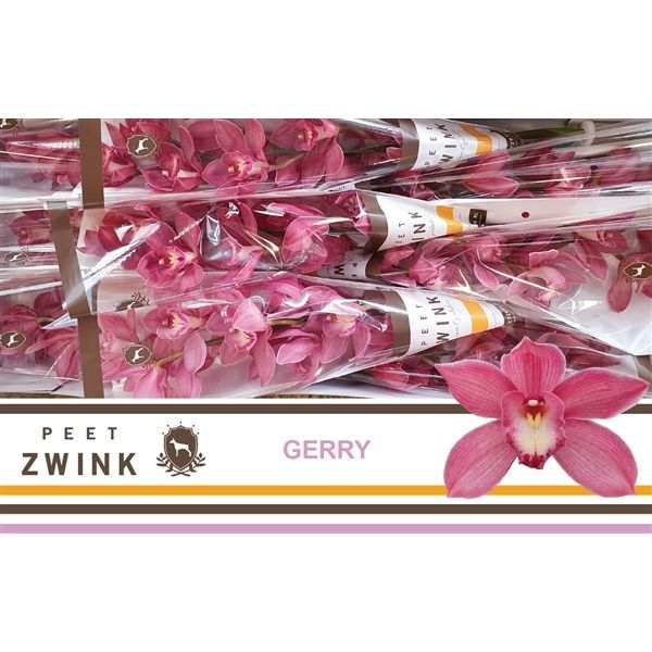 Срезанные цветы оптом Cymbidium pink gerry от 10шт. из Голландии с доставкой по России