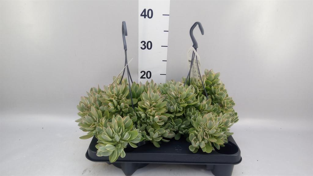 Горшечные цветы и растения оптом Crassula ... от 2шт из Голландии с доставкой по России