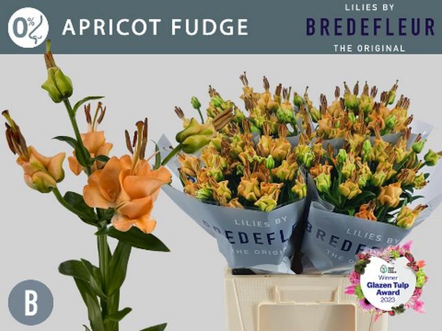 Срезанные цветы оптом Lilium as tigerlily apricot fudge от 40шт из Голландии с доставкой по России