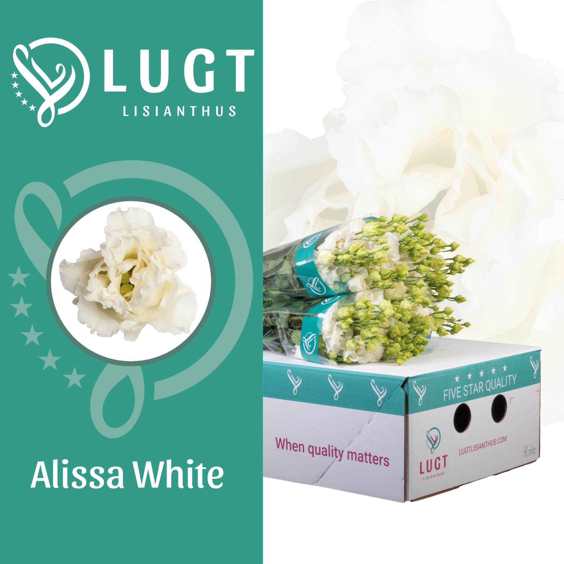 Срезанные цветы оптом Lisianthus do alissa white от 140шт из Голландии с доставкой по России