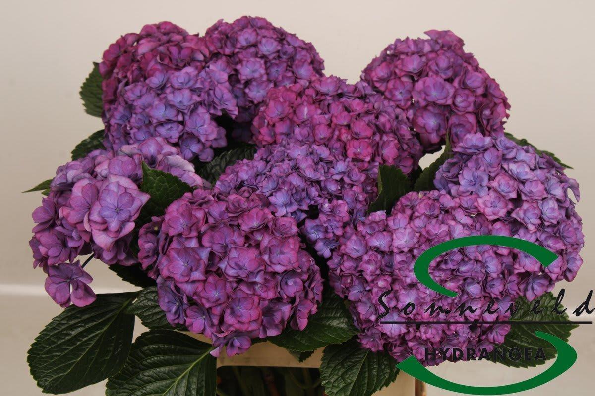 Срезанные цветы оптом Hydrangea royal anastasia от 10шт.... из Голландии с доставкой по России