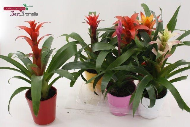 Горшечные цветы и растения оптом Guzm Gem от 6шт из Голландии с доставкой по России