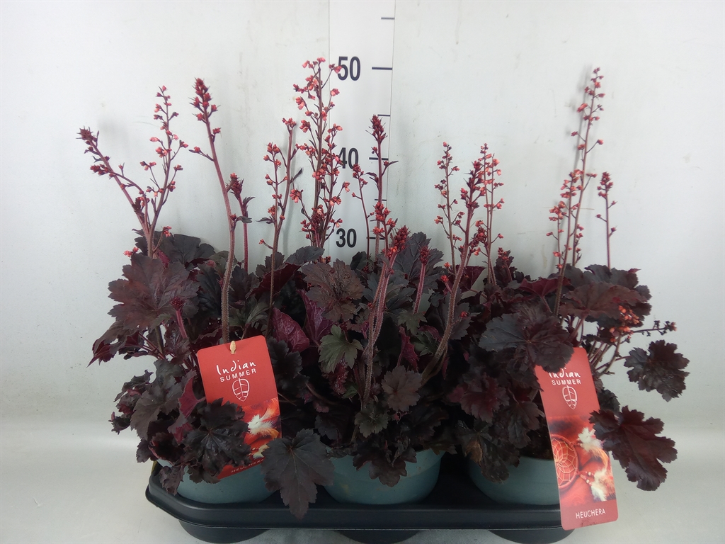 Горшечные цветы и растения оптом Heuchera   ... от 3шт из Голландии с доставкой по России