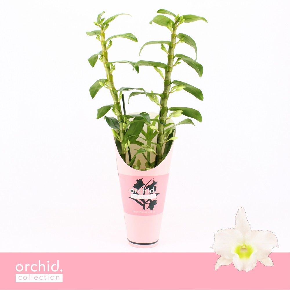 Горшечные цветы и растения оптом Dendr Nob 2st Apollon Orchid от 6шт из Голландии с доставкой по России