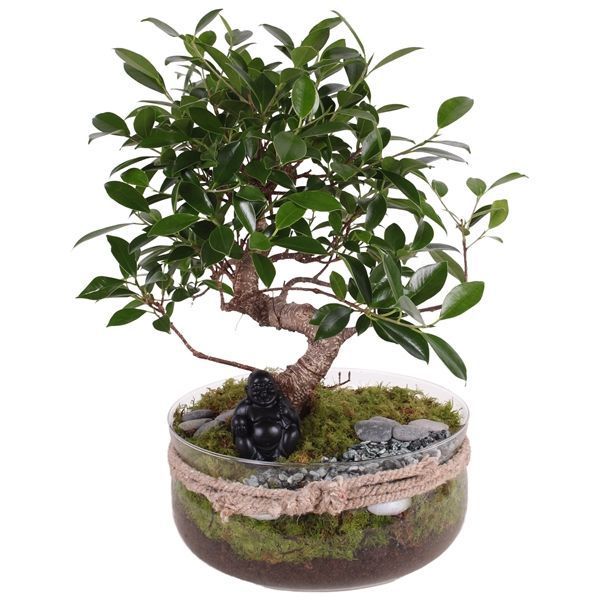 Горшечные цветы и растения оптом Bonsai S-shape Mixed In Vase With Rope от 2шт из Голландии с доставкой по России