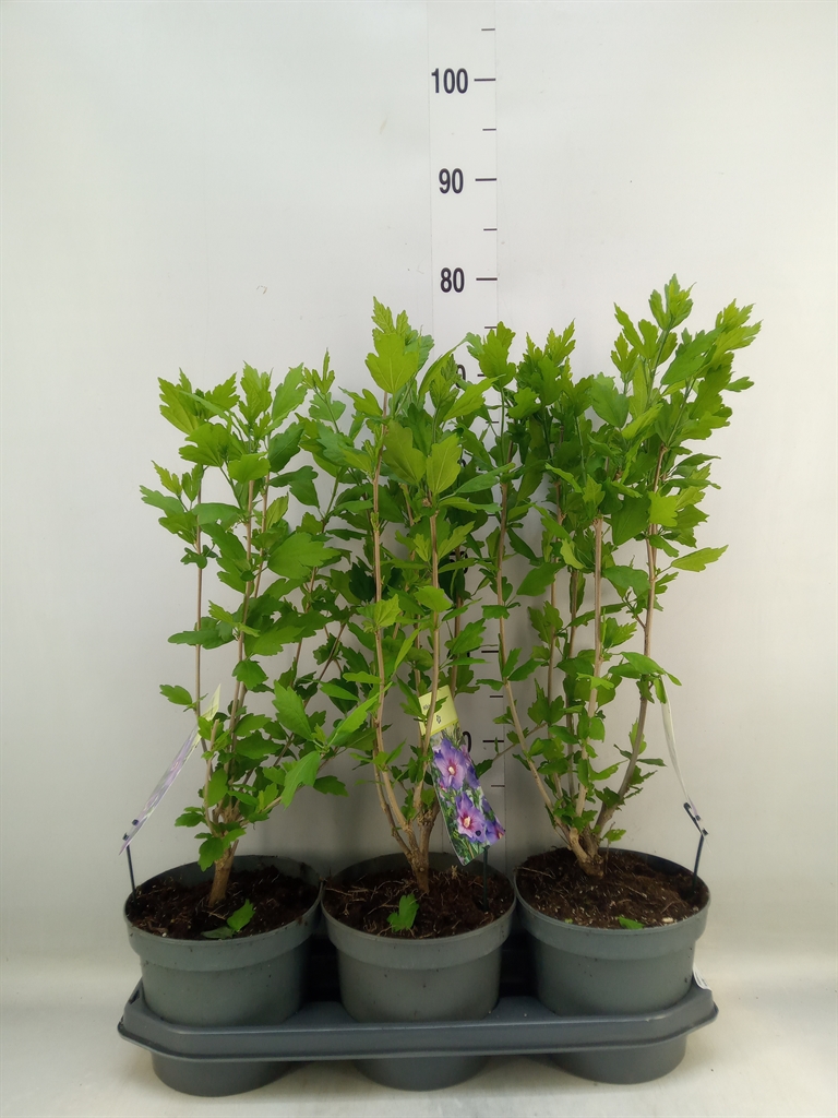 Горшечные цветы и растения оптом Hibiscus Syriacus от 3шт из Голландии с доставкой по России