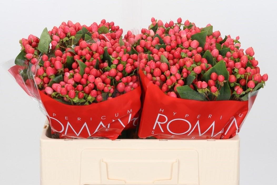 Срезанные цветы оптом Hypericum pink от 100шт из Голландии с доставкой по России
