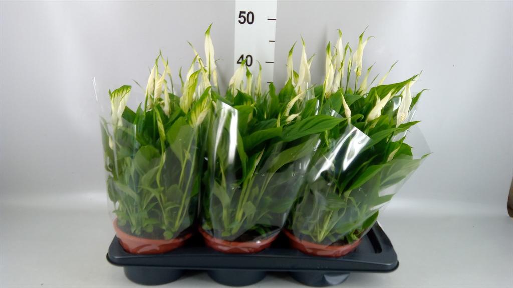 Горшечные цветы и растения оптом Spathiphyllum chopin от 6шт из Голландии с доставкой по России