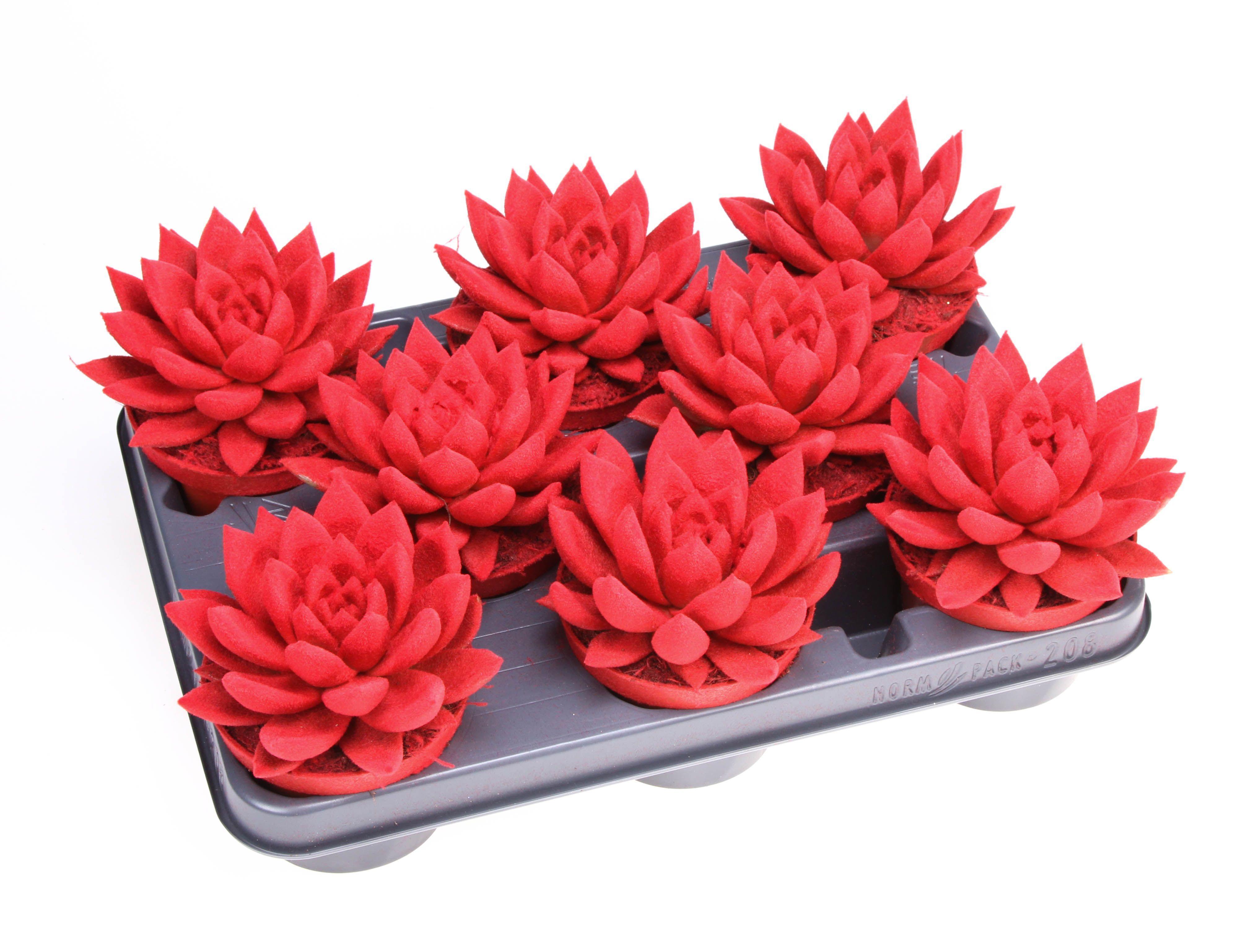 Горшечные цветы и растения оптом Echeveria Miranda от 8шт из Голландии с доставкой по России