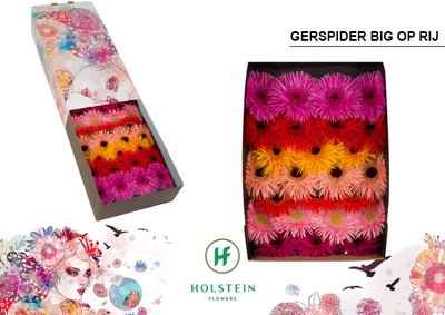 Срезанные цветы оптом Gerbera gerspider mix in row от 50шт из Голландии с доставкой по России