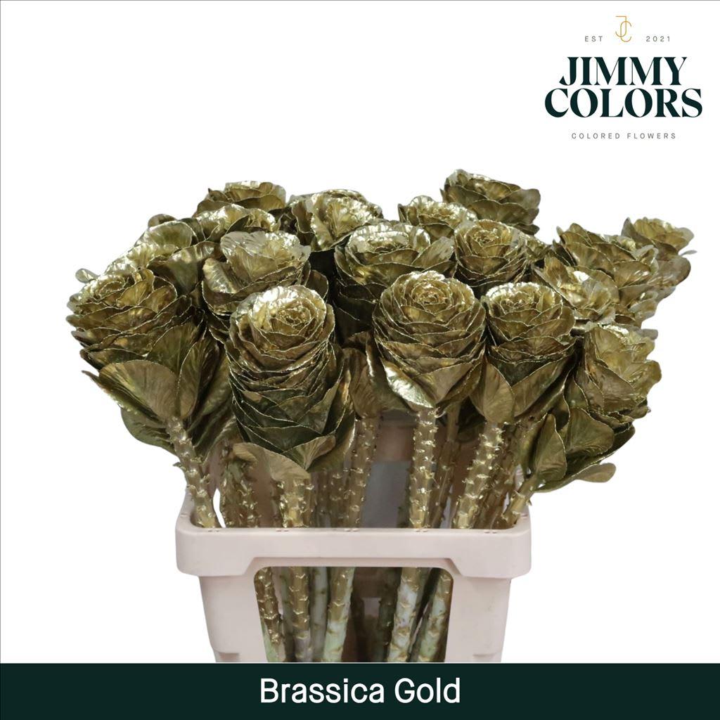 Срезанные цветы оптом Brassica L60 Gold от 20шт из Голландии с доставкой по России