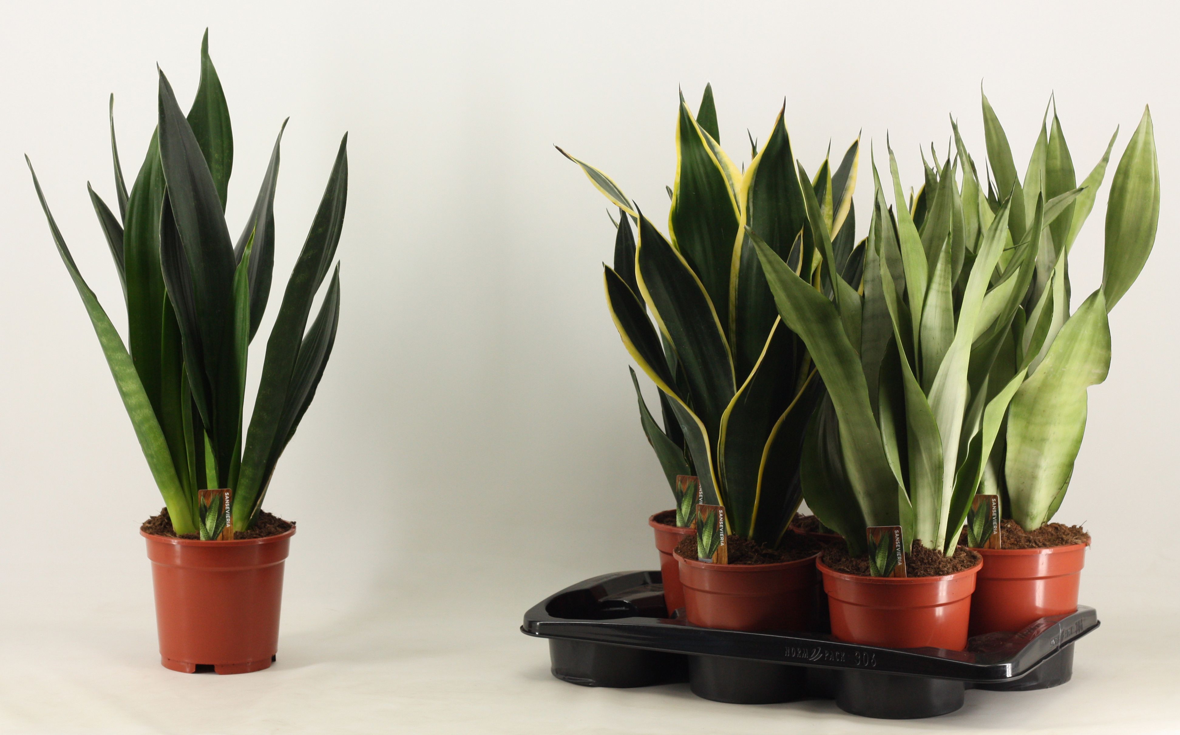 Горшечные цветы и растения оптом Sansevieria Super Mix от 6шт из Голландии с доставкой по России