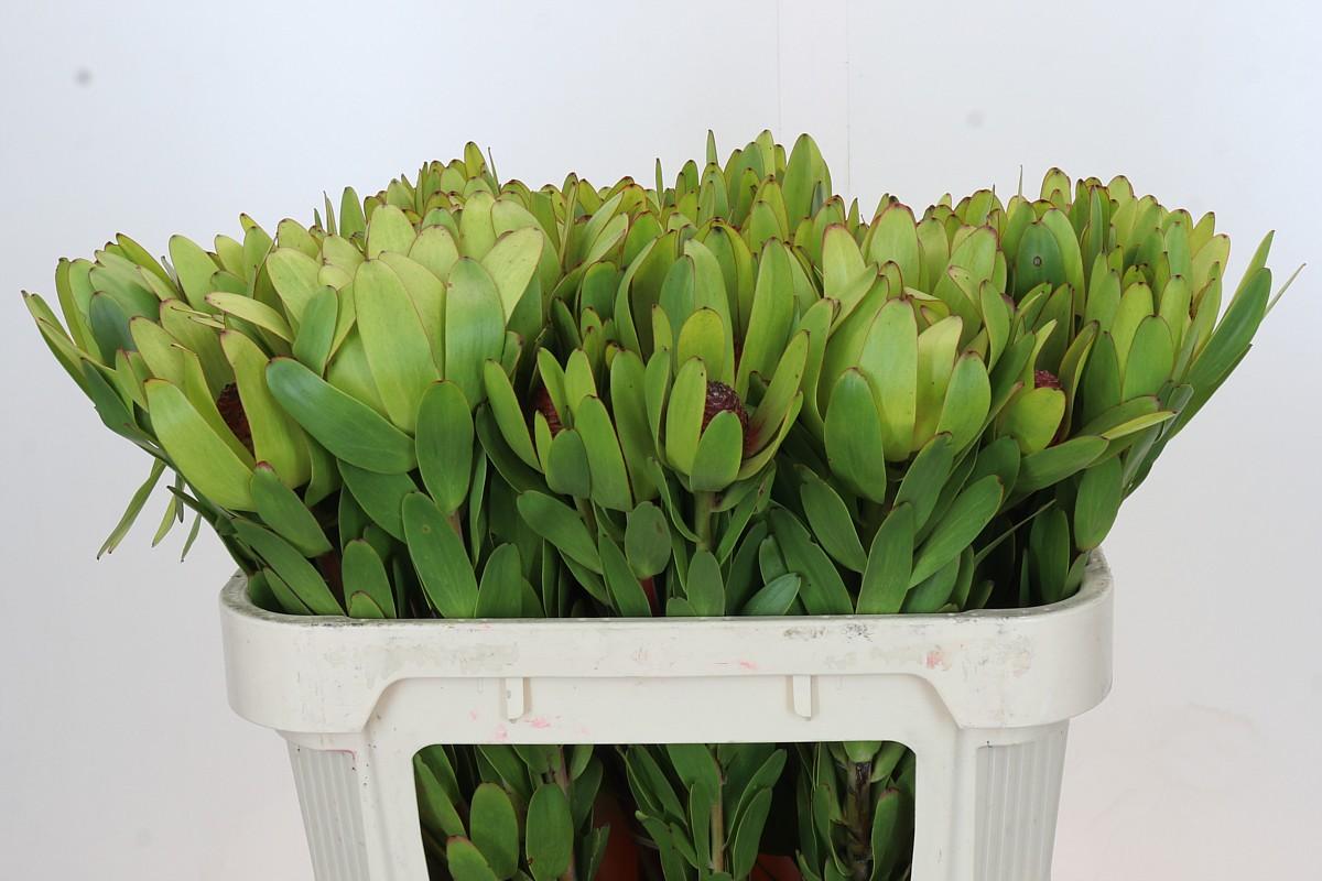 Срезанные цветы оптом Leucadendron rosette от 50шт из Голландии с доставкой по России
