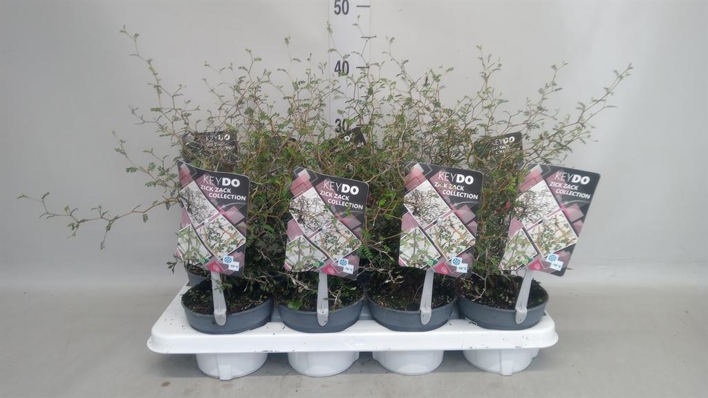 Горшечные цветы и растения оптом Corokia Cotoneaster от 8шт из Голландии с доставкой по России