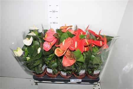 Горшечные цветы и растения оптом Anthu An Gem 3 Kl 4+ от 10шт из Голландии с доставкой по России