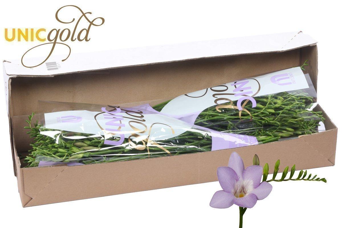 Срезанные цветы оптом Freesia si blue moon от 100шт из Голландии с доставкой по России