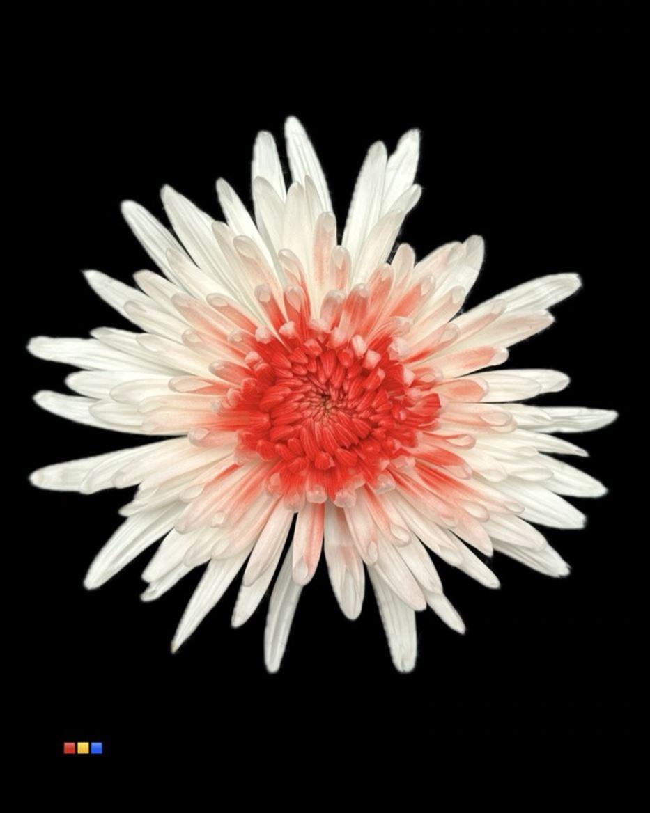 Срезанные цветы оптом Chrys bl paint anastasia white-red eye от 60шт из Голландии с доставкой по России