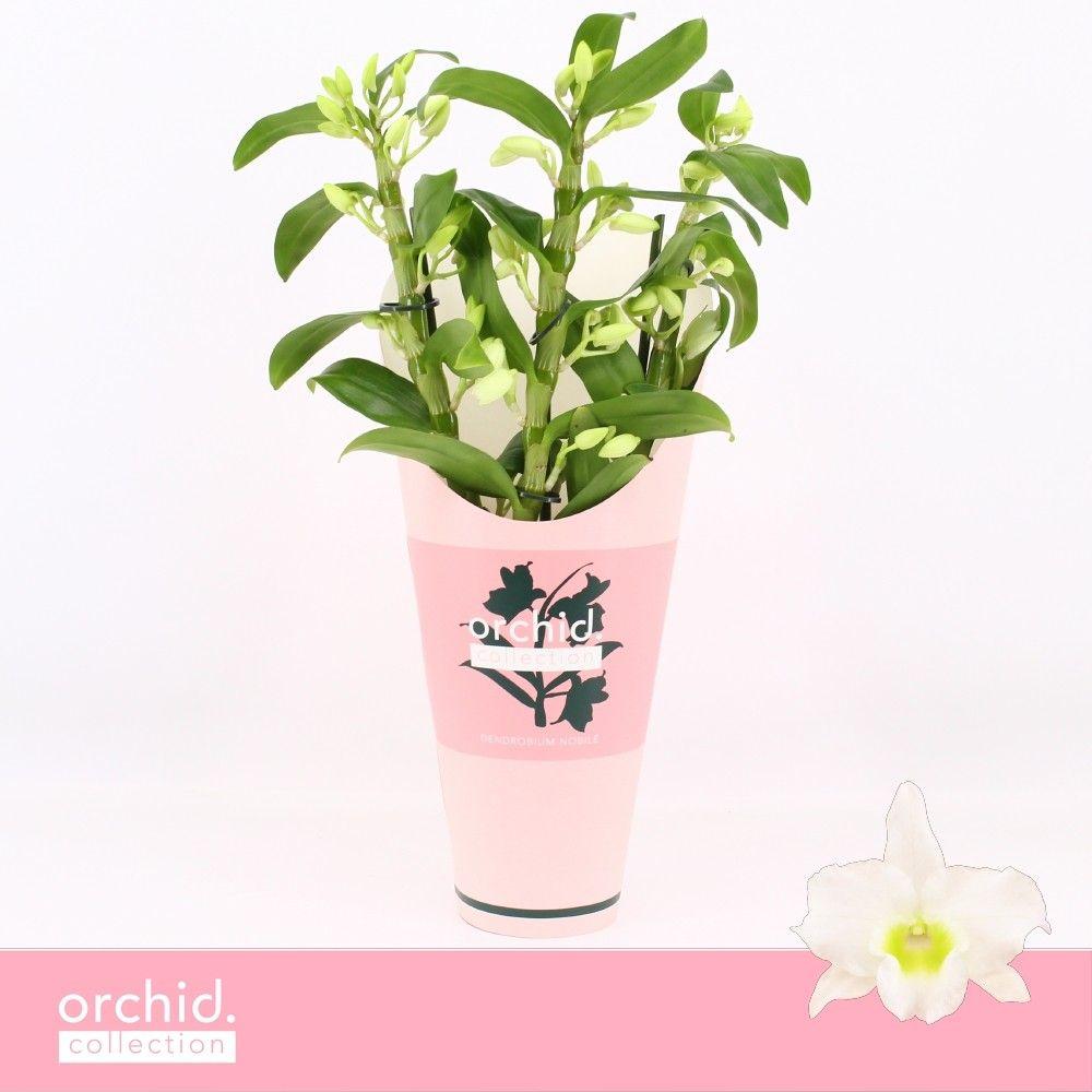 Горшечные цветы и растения оптом Dendr Nob 3st Apollon Compact Orchid от 6шт из Голландии с доставкой по России