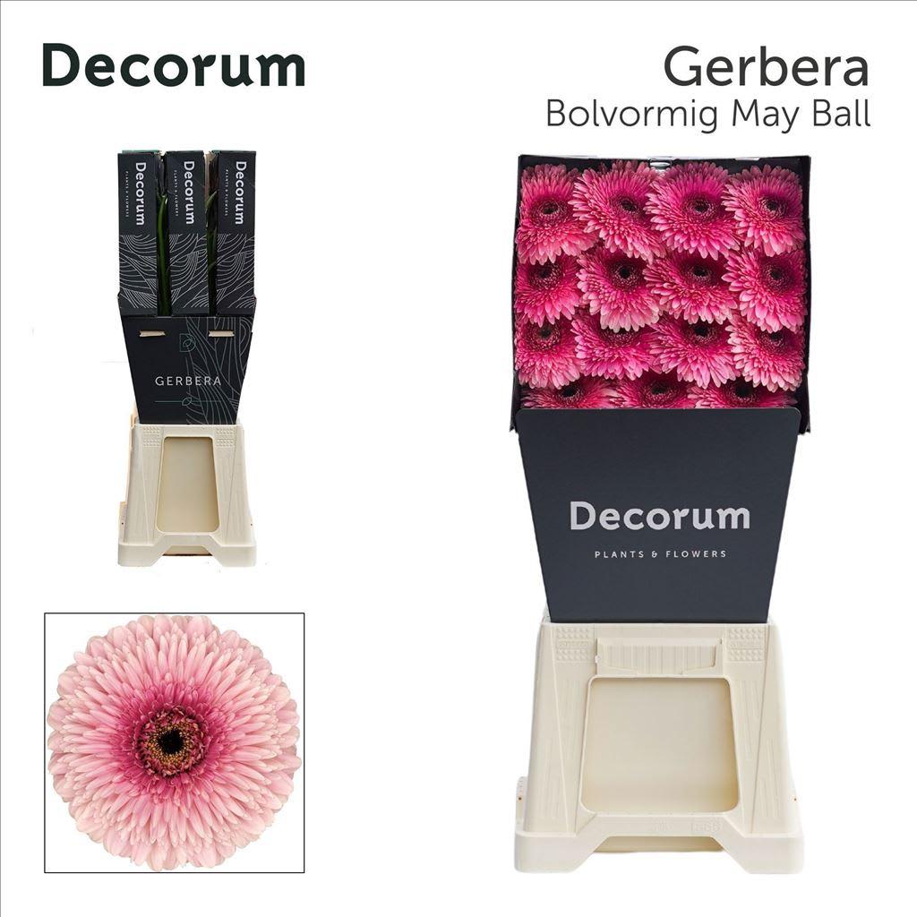Срезанные цветы оптом Gerbera pomponi mayball от 45шт из Голландии с доставкой по России