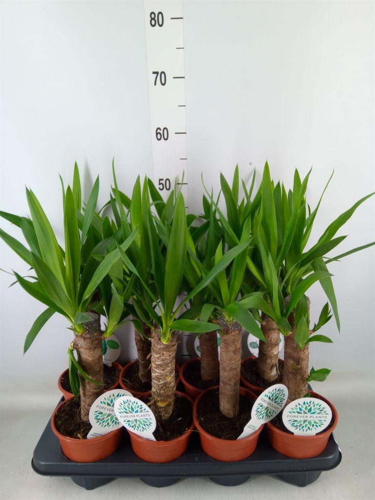Горшечные цветы и растения оптом Yucca   ... от 8шт из Голландии с доставкой по России