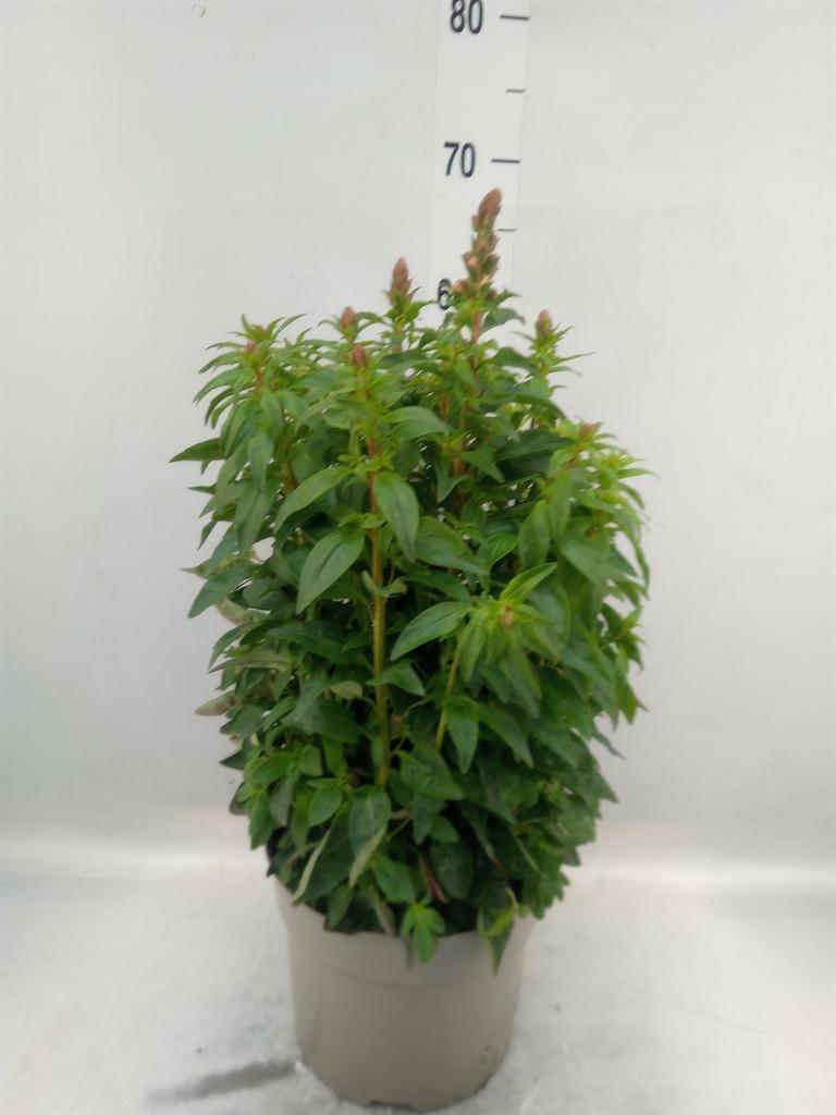 Горшечные цветы и растения оптом Antirrhinum Majus   ... от 1шт из Голландии с доставкой по России