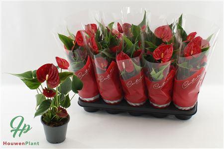 Горшечные цветы и растения оптом Anthu An Success Red 4+ от 10шт из Голландии с доставкой по России