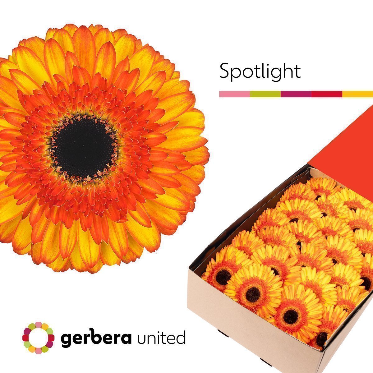 Срезанные цветы оптом Gerbera spotlight от 25шт из Голландии с доставкой по России