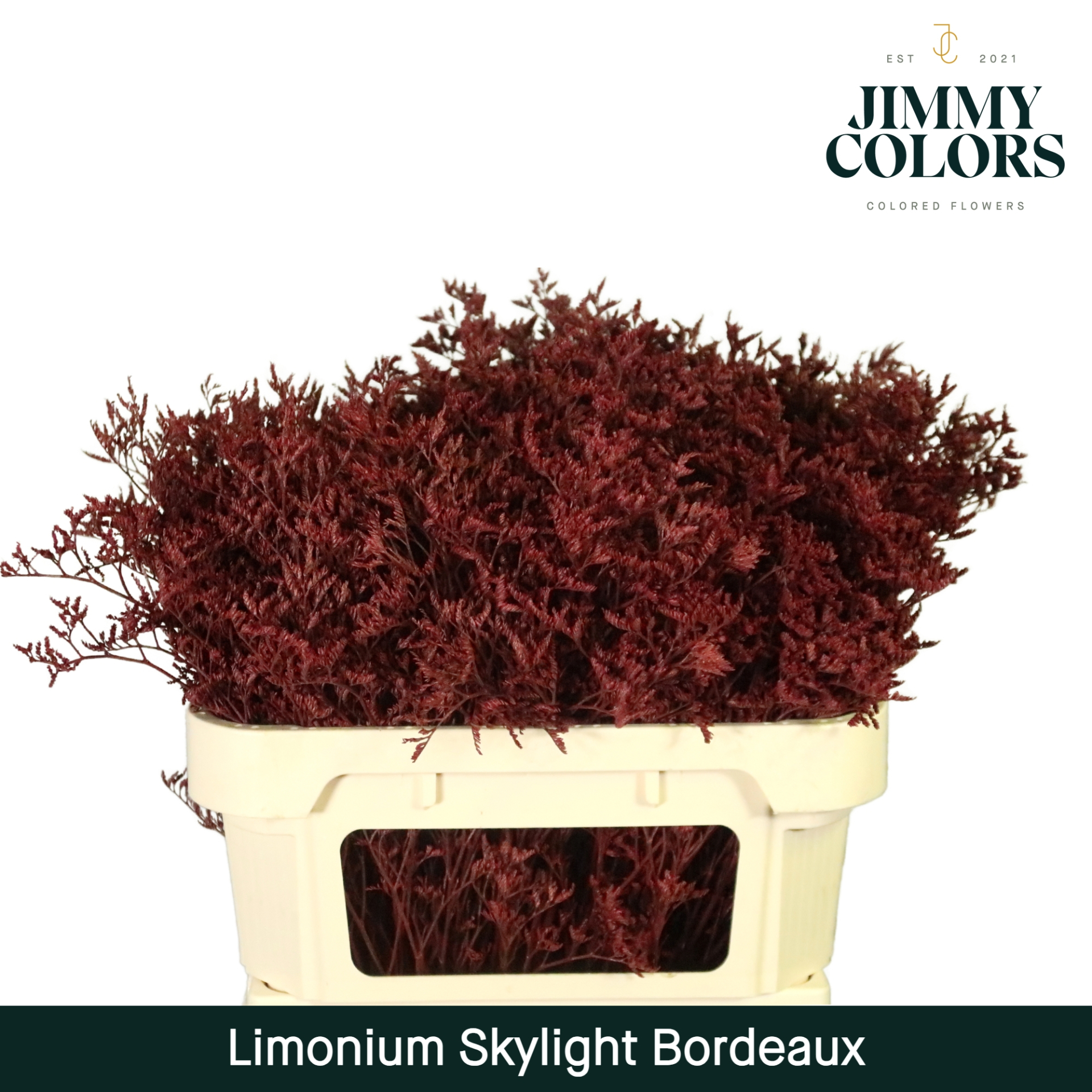 Срезанные цветы оптом Limonium paint bordeaux от 50шт из Голландии с доставкой по России