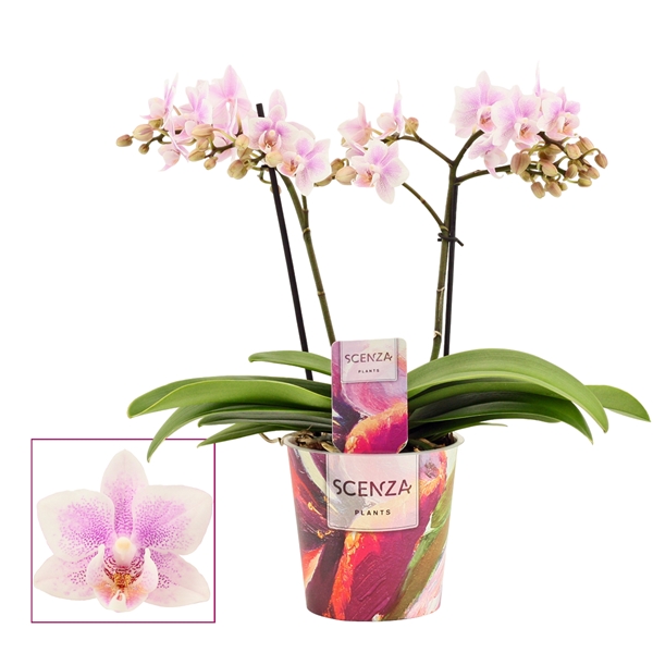 Горшечные цветы и растения оптом Phalaenopsis Multi 2stem Pink Wing (scenza) от 6шт из Голландии с доставкой по России