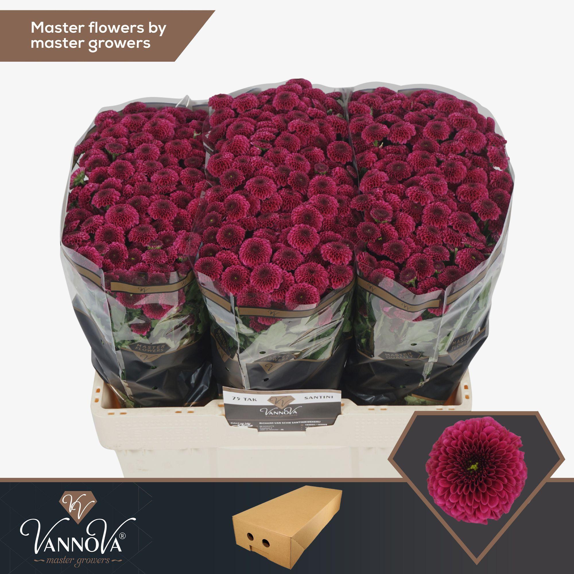 Срезанные цветы оптом Chrys sa purpetta от 100шт из Голландии с доставкой по России