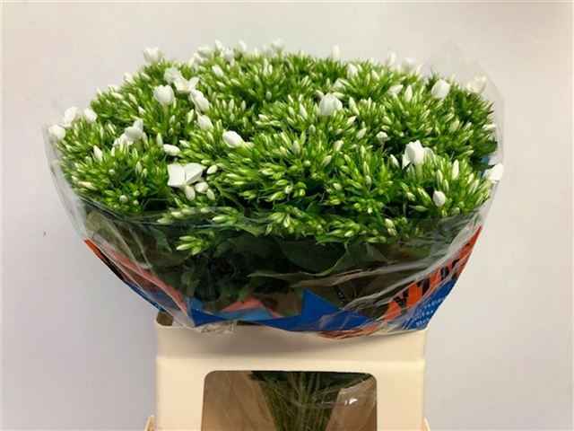 Срезанные цветы оптом Phlox whitecap от 50шт из Голландии с доставкой по России