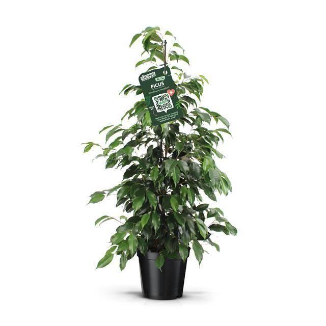 Горшечные цветы и растения оптом Ficus Benj. Danielle от 1шт из Голландии с доставкой по России