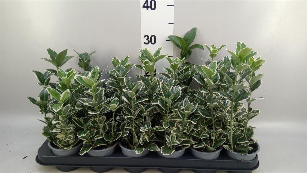 Горшечные цветы и растения оптом Euonymus Japon. kathy от 18шт (для телеги) из Голландии с доставкой по России