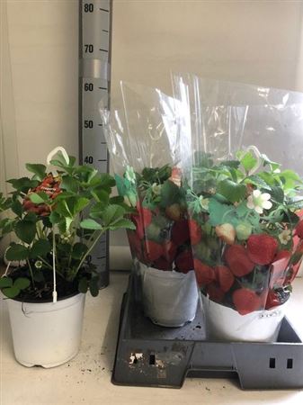 Горшечные цветы и растения оптом Fragaria X Ananassa Elsanta от 5шт из Голландии с доставкой по России