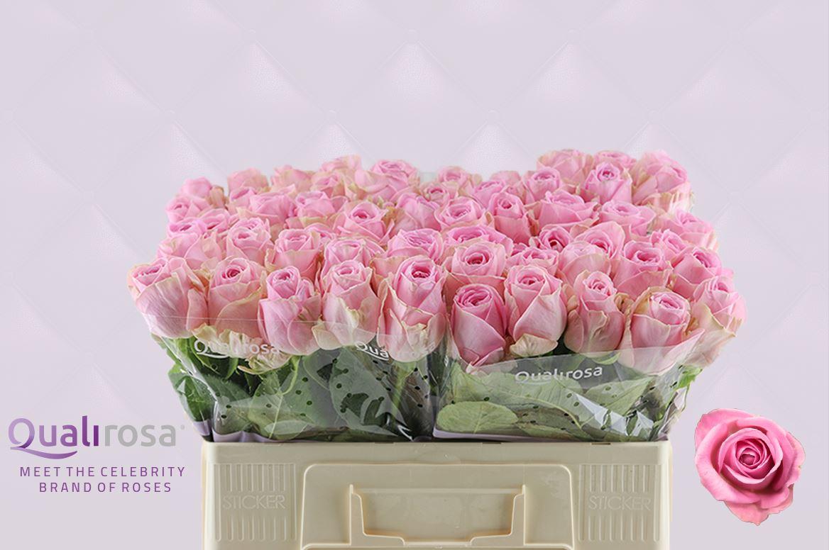 Срезанные цветы оптом Rosa large heidi от 60шт из Голландии с доставкой по России
