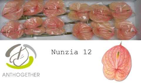 Срезанные цветы оптом Anthurium nunzia от 16шт. из Голландии с доставкой по России