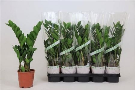 Горшечные цветы и растения оптом Zamioculcas 2+ от 10шт из Голландии с доставкой по России