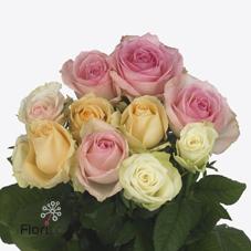 Срезанные цветы оптом Rosa large mix garden VIP roses от 60шт из Голландии с доставкой по России