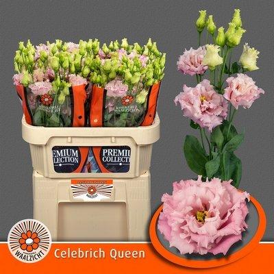 Срезанные цветы оптом Lisianthus do celeb queen от 40шт из Голландии с доставкой по России