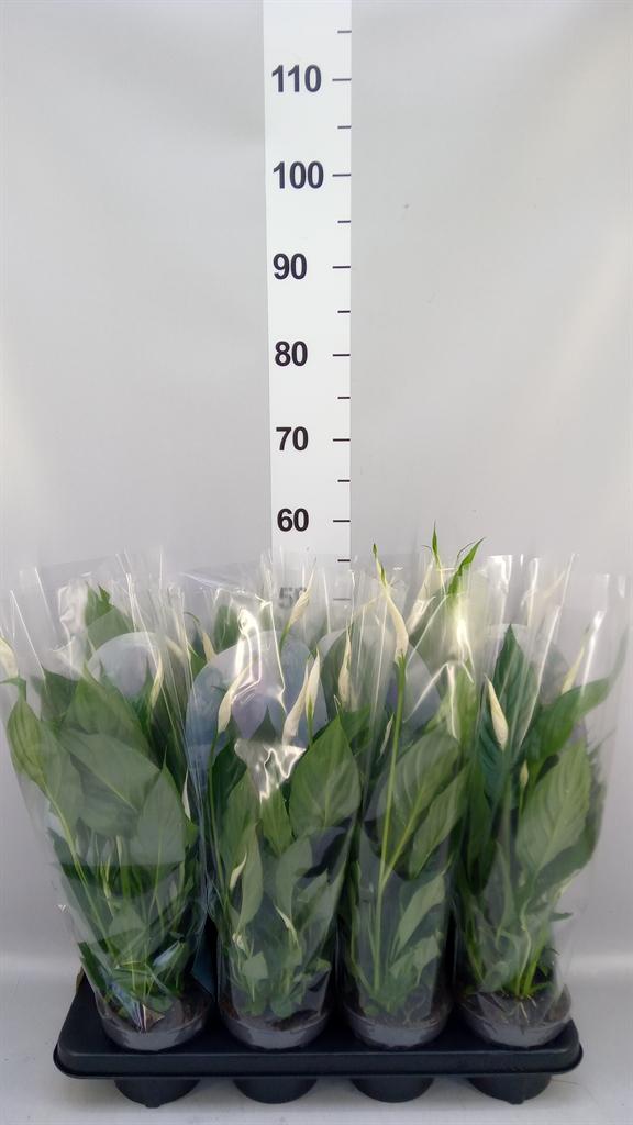 Горшечные цветы и растения оптом Spathiphyllum strauss A от 8шт из Голландии с доставкой по России
