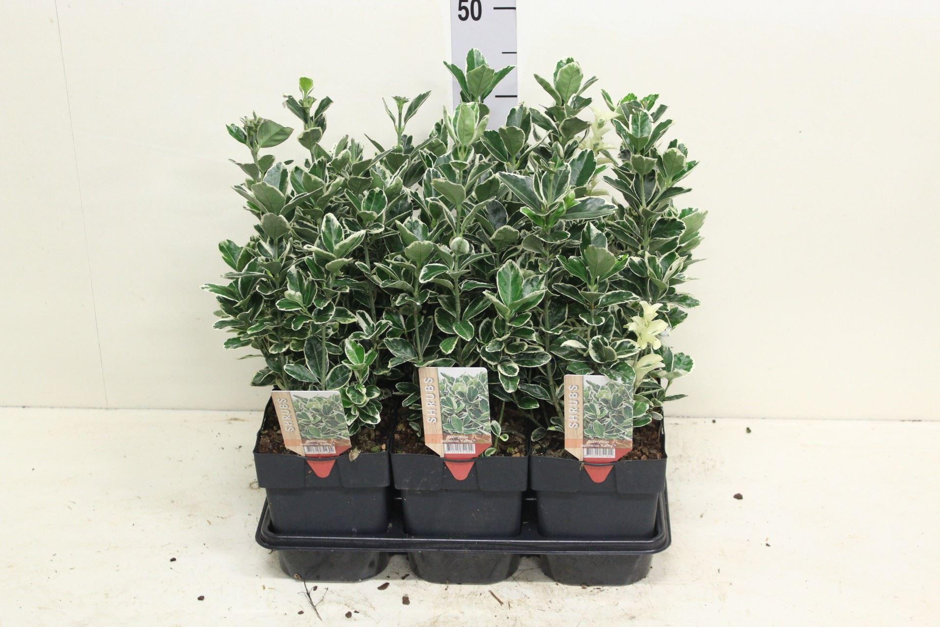 Горшечные цветы и растения оптом Euonymus Japon. kathy от 6шт из Голландии с доставкой по России