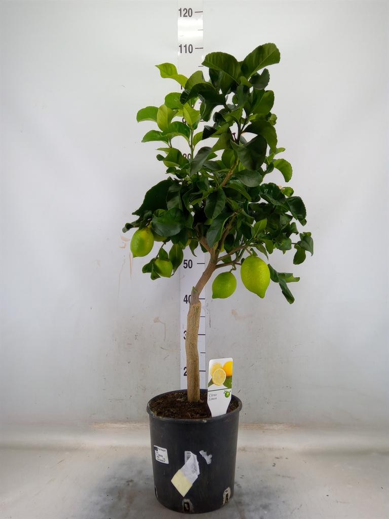 Горшечные цветы и растения оптом Citrus   ... от 1шт (для телеги) из Голландии с доставкой по России