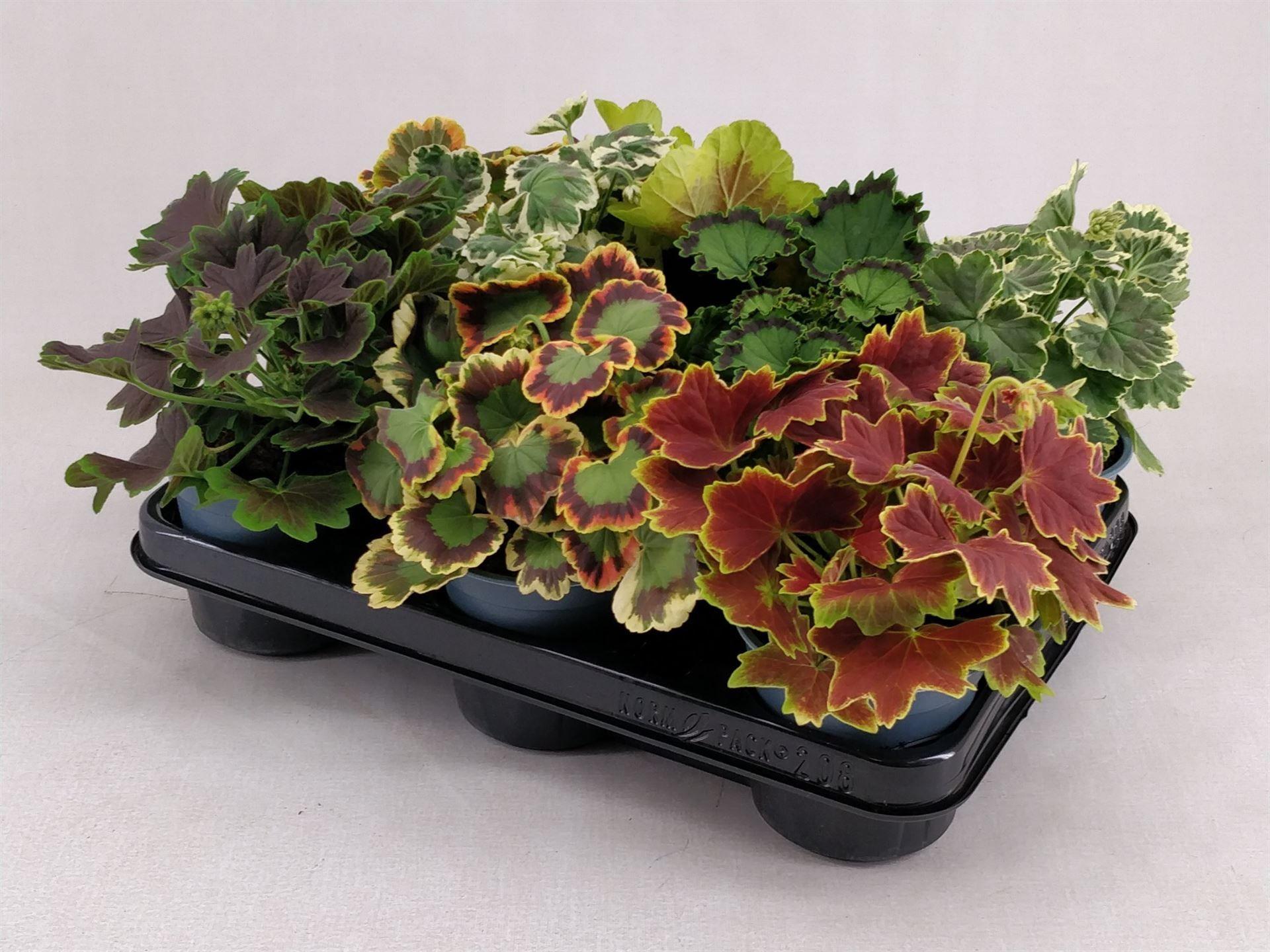 Горшечные цветы и растения оптом Pelargonium Zona.   ... от 10шт из Голландии с доставкой по России