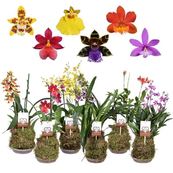 Горшечные цветы и растения оптом Orchid 2st Mix In Forest Terracotta Bowl от 8шт из Голландии с доставкой по России
