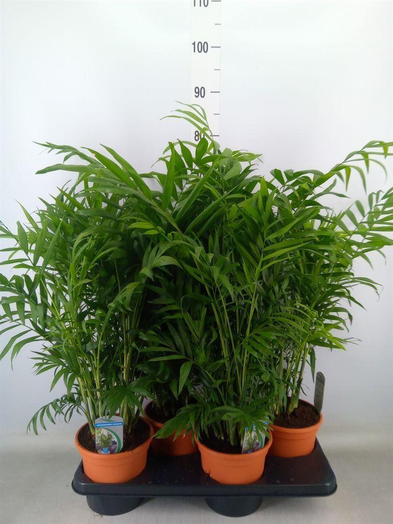 Горшечные цветы и растения оптом Chamaedorea Elegans от 4шт из Голландии с доставкой по России