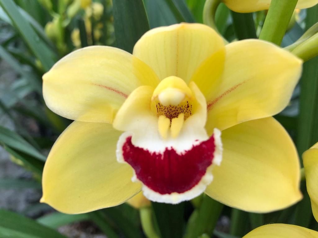 Срезанные цветы оптом Minicymbidium yellow blommenfees golden boy от 8шт из Голландии с доставкой по России