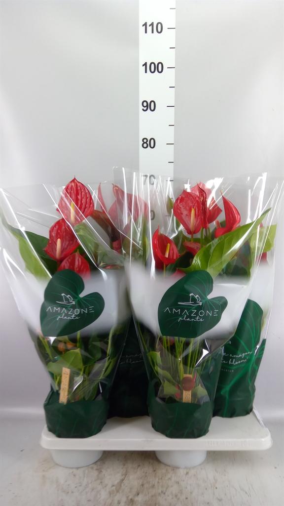 Горшечные цветы и растения оптом Anthurium Andr. melodia от 4шт из Голландии с доставкой по России