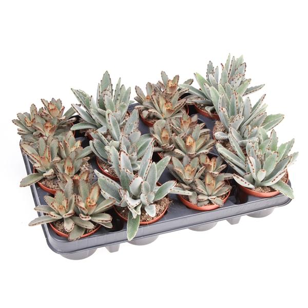 Горшечные цветы и растения оптом Kalanchoe Tomentosa Mix от 12шт (для телеги) из Голландии с доставкой по России