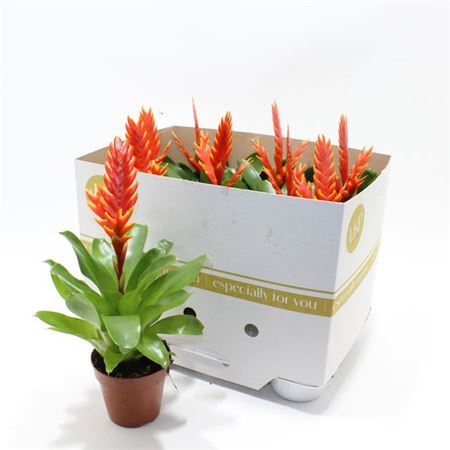 Горшечные цветы и растения оптом Vriesea Sparkle от 9шт из Голландии с доставкой по России