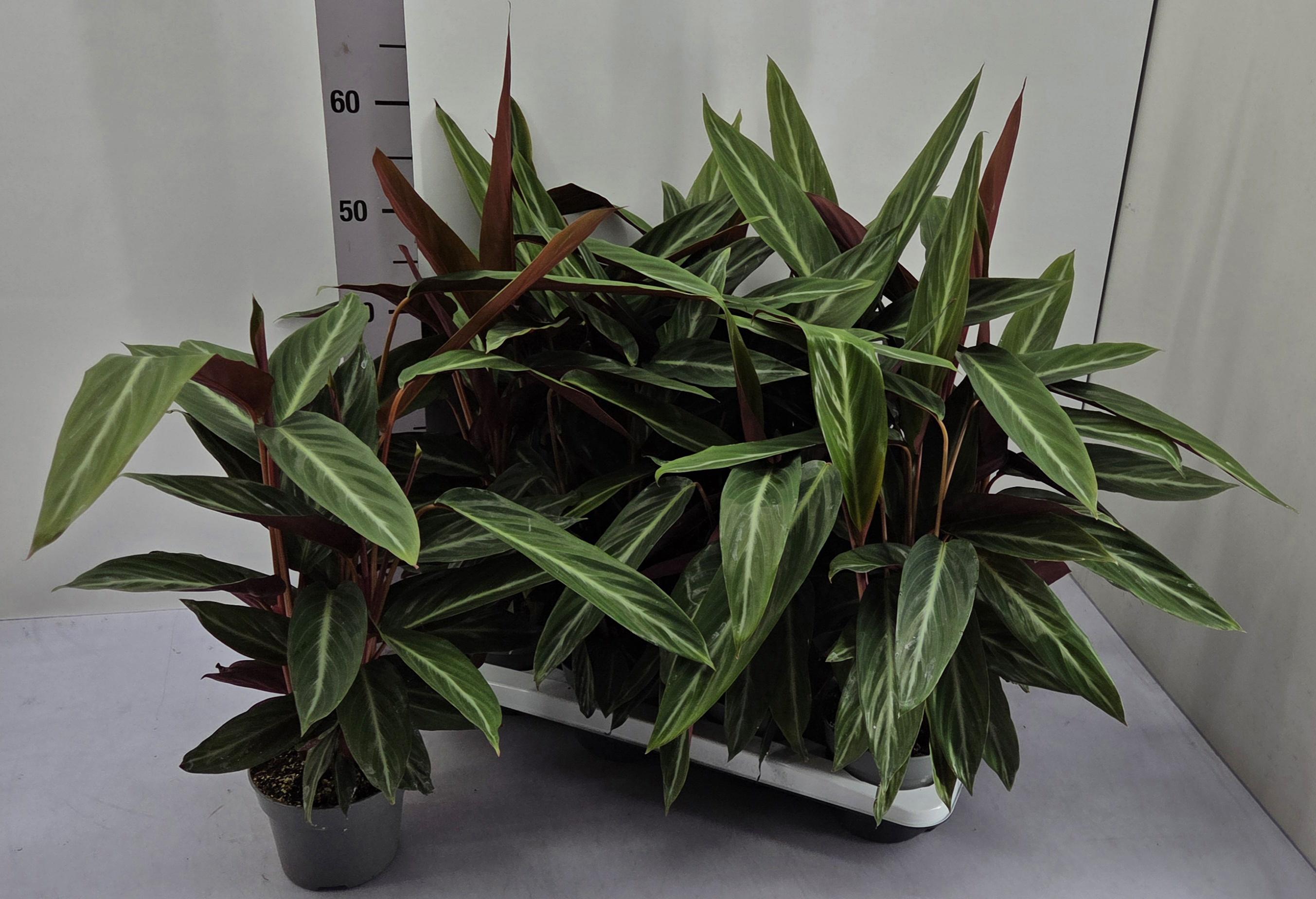 Горшечные цветы и растения оптом Strom Sanguinea от 8шт из Голландии с доставкой по России